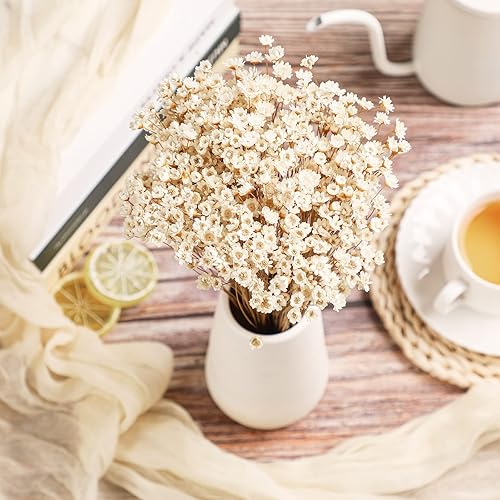 Miniatura 2 de 500 piezas de flores secas naturales, mini manzanilla, estrella pequeña, margarita, flores secas, ramo decorativo de margaritas blancas para