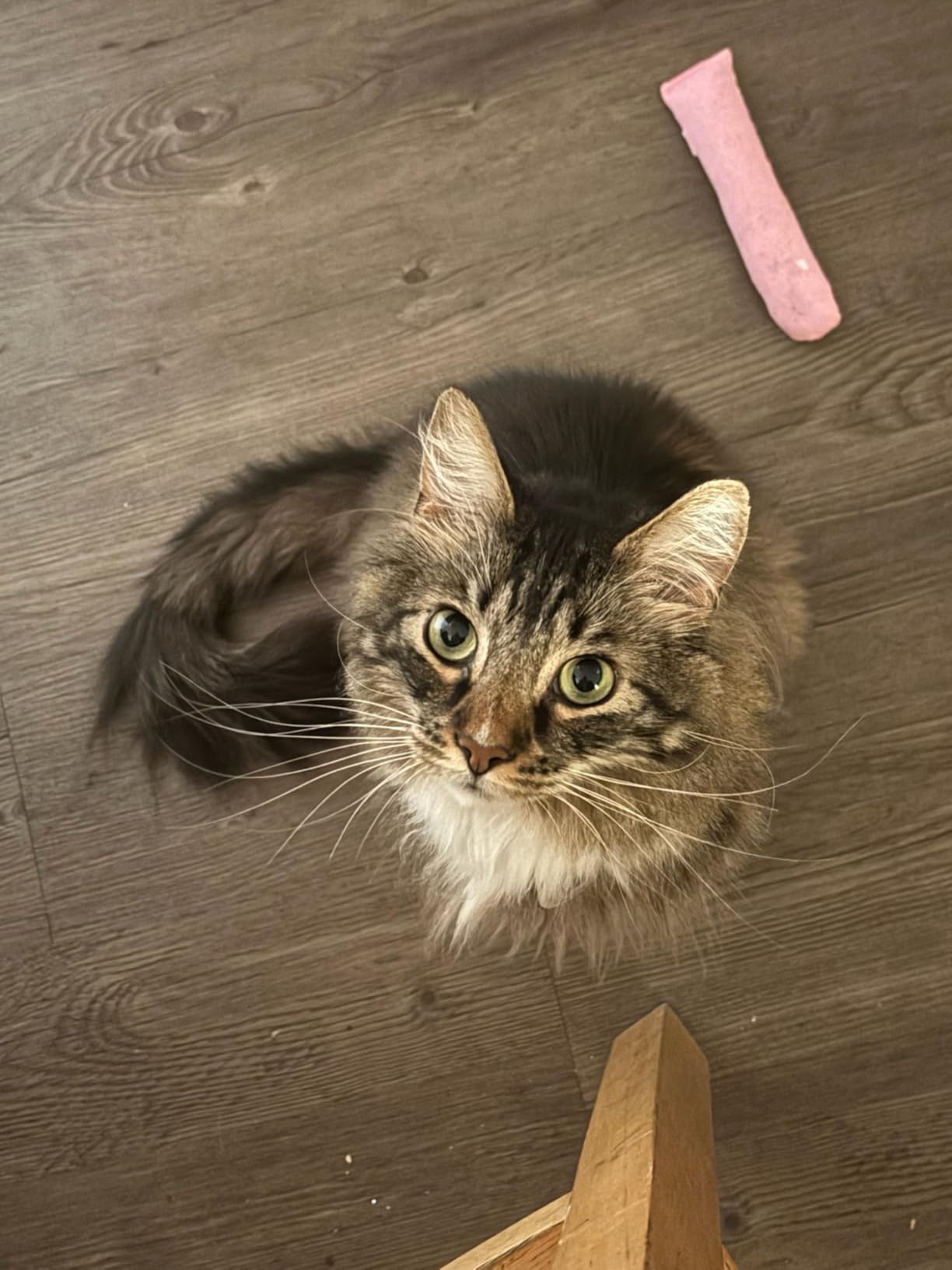 INABA Churu Cat Treats, Grain-Free, Lickable, Squeezable Creamy Purée Cat Treat/Topper with Vitamin E & Taurine, 0.5 Ounces Each Tube, 50 Tubes, Tuna & Chicken Variety photo review