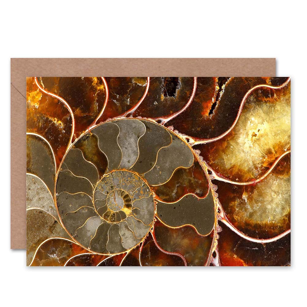 Wee Blue Coo MACRO CLOSE UP FOSSIL AMMOLITE SHELL COOL BLANK GREETINGS CARD