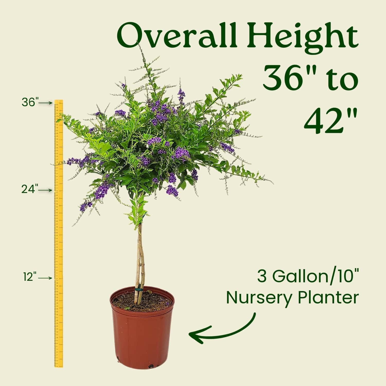 Duranta Tree Live Plant - Purple Showers - Overall Height 36" to 42" - Tropical Plants of Florida (Plant in Growers Pot)