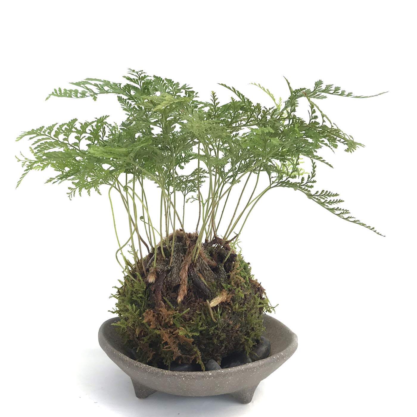 Amazon｜太い根茎、涼しげな葉が魅力のシダ植物【しのぶ（シノブ）の苔