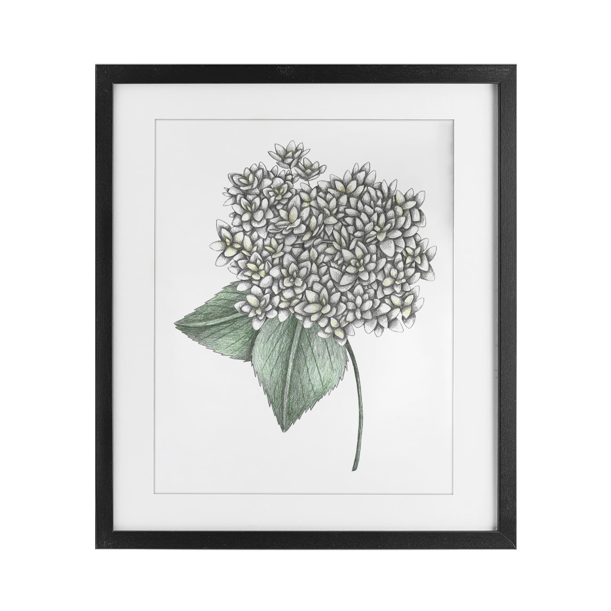 Hortensia en fleur noire sous verre : la solution pour réveiller un mur blanc triste
