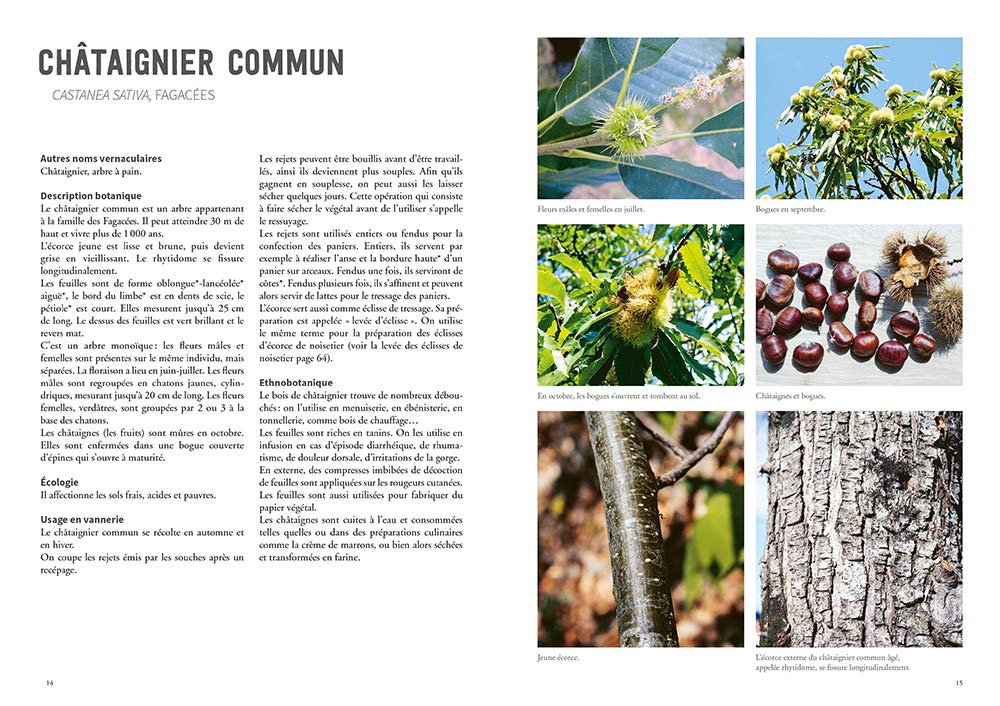 La vannerie avec des plantes sauvages