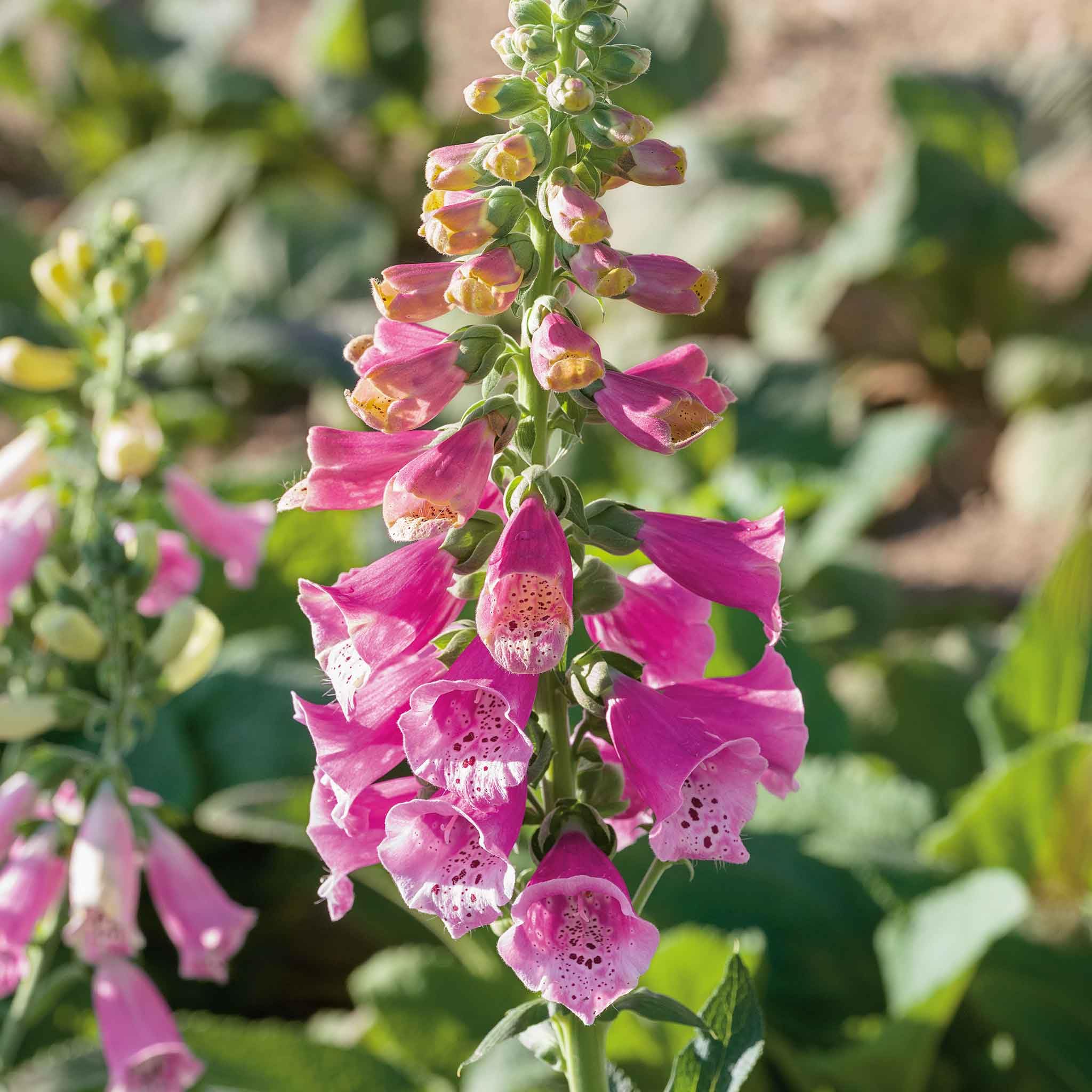 Earth Hopper Foxglove Flower Seeds (Dwarf) -Foxy Mix Various Colour -25 Plus Seed (B016A5C5RO) Amazon Price History, Amazon Price Tracker