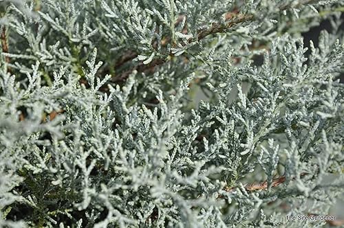 Miniatura 8 de Juniper Angelica Blue - Planta de tamaño de 1 galón vivo - Juniperus Chinensis - Arbusto perenne tolerante a la sequía resistente al frío