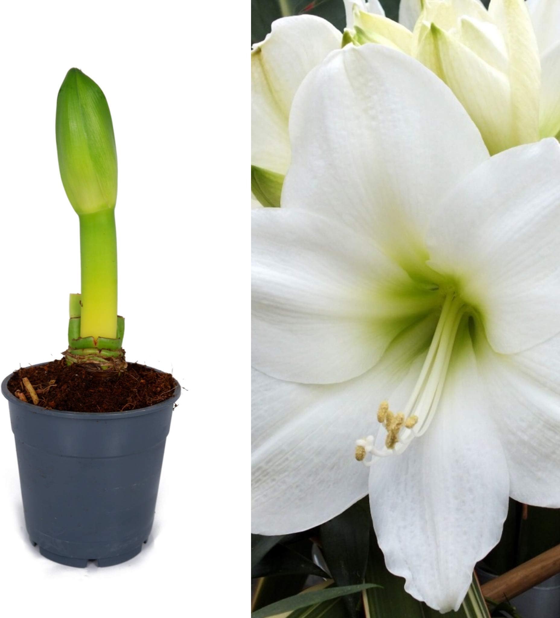 Amaryllis Bulb 'White' - Growing Amaryllis Bulb in a 13cm Pot