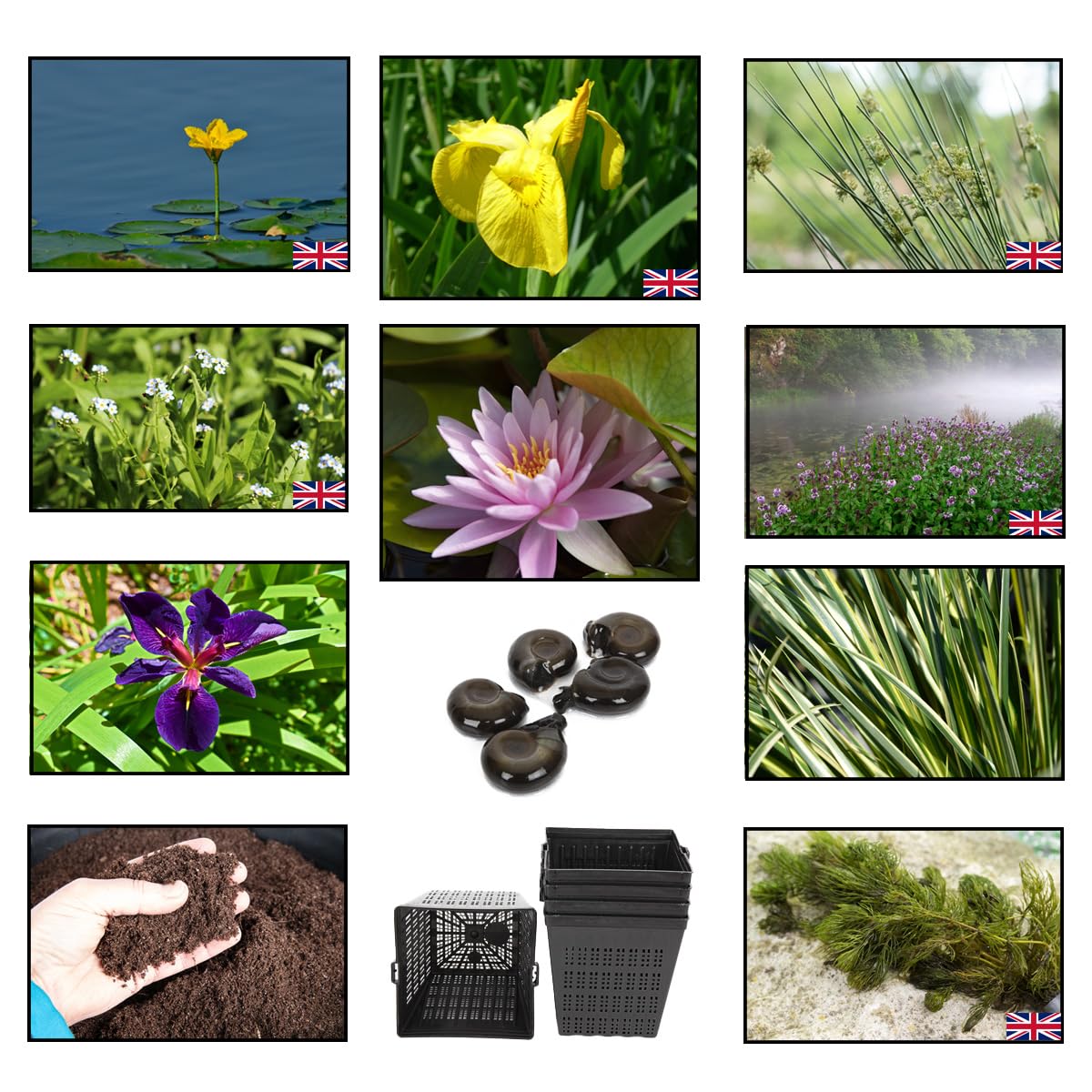 Lincolnshire Pond Plants Ltd - Marginal Starter Packs - Fresh Picked with Lily and Compost - Large Pond Pack Potted