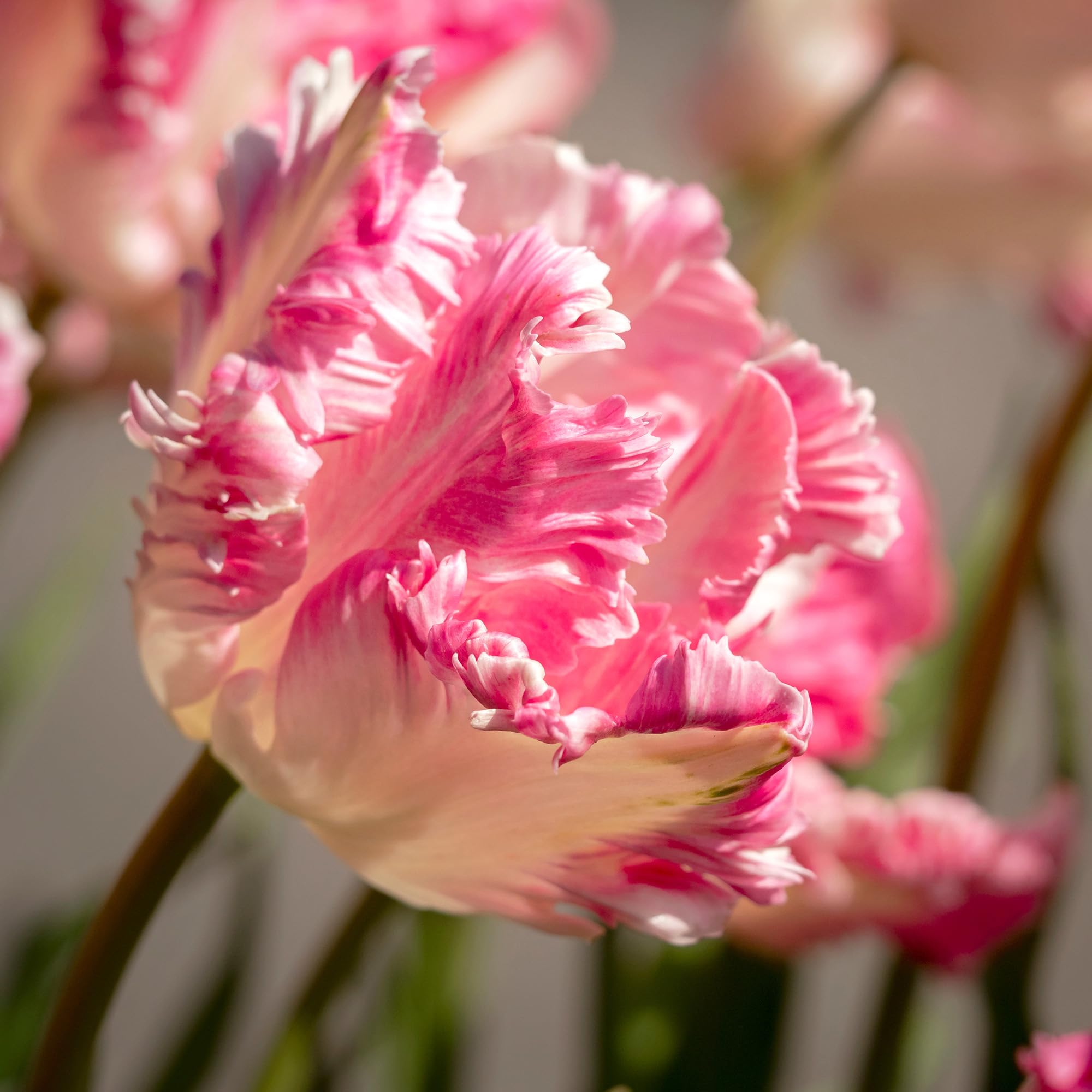 Tulipano Cabanna - Bulbi perenni primaverili da piantare in autunno