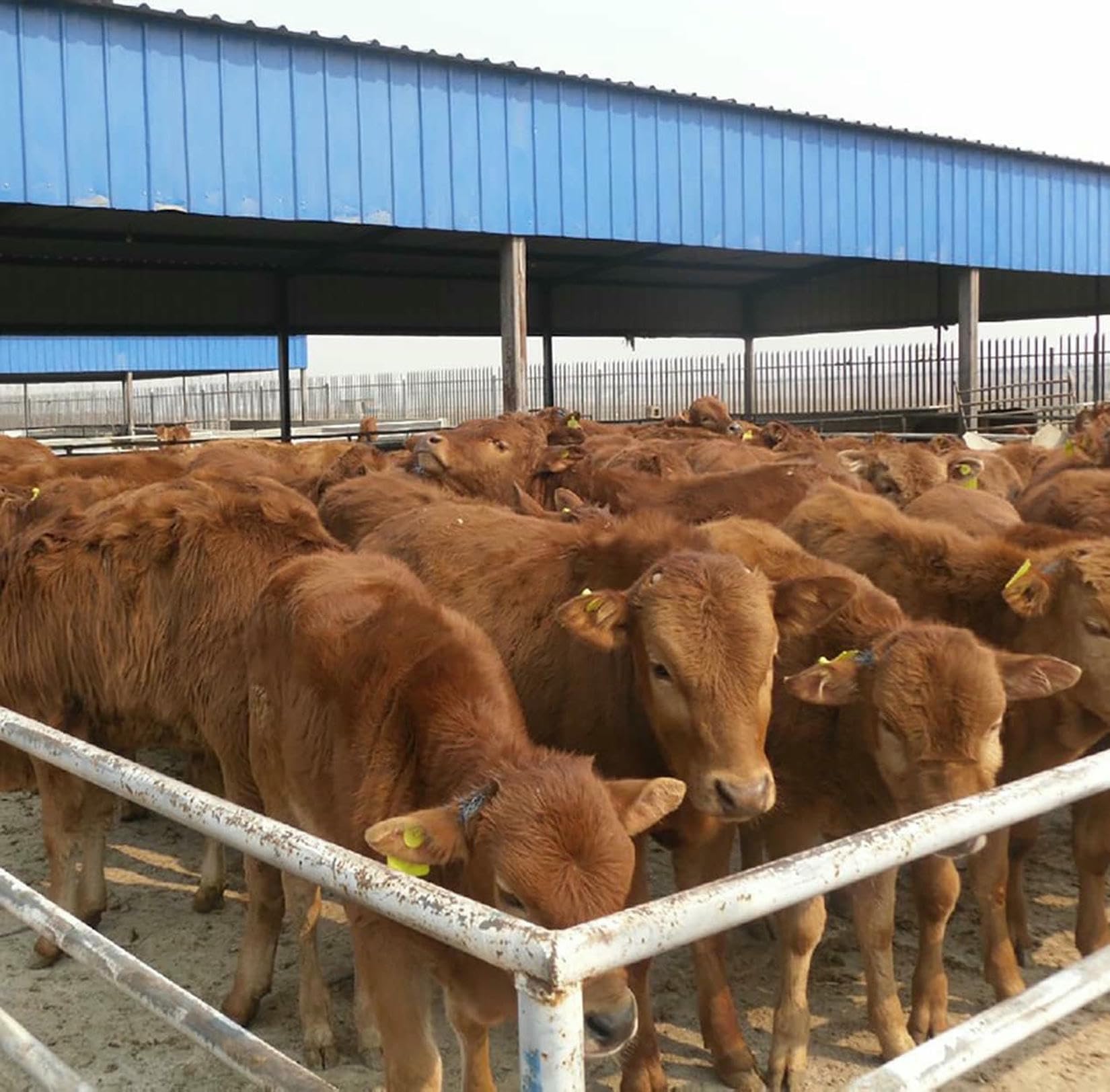 Dehorner Elettrico Per Capre, Dehorner Elettrico Indolore Per Bestiame, Dispositivo Di Rimozione Del Corno Senza Sangue E Indolore, Attrezzature Agricole E Strumento Di Allevamento Per Bestiame