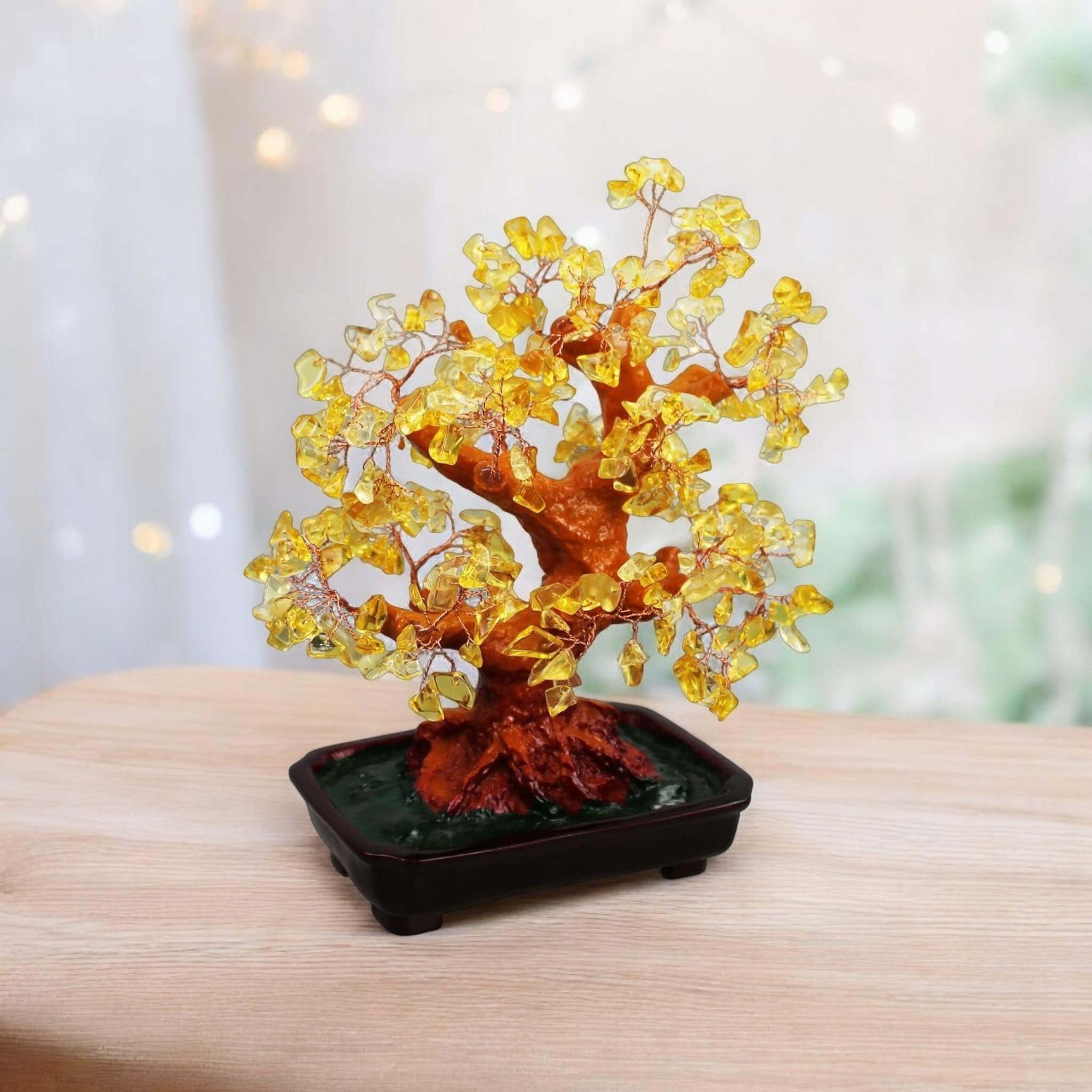 bonsai marihuana 14 Year Old Mikawa Yatsubusa Japanese Maple Specimen Bonsai 3 Tree For main image 1