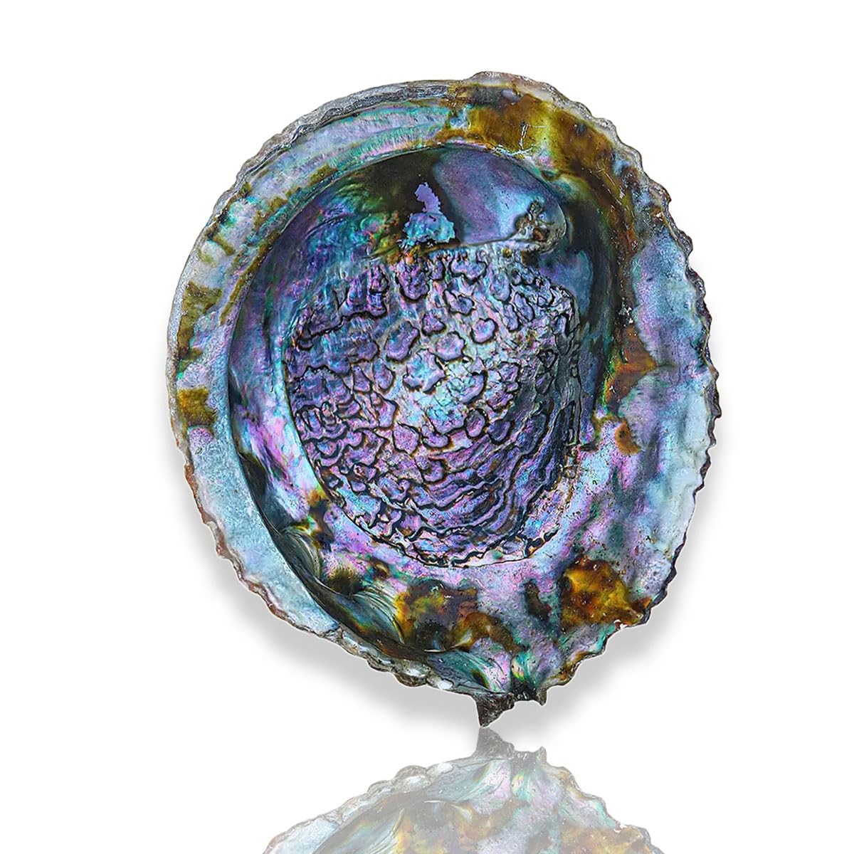 YKMYXZ shells， Abalone Shell 13-16Cm for Wedding Decor Beach Theme Party, Home Decorations(15~16cm)