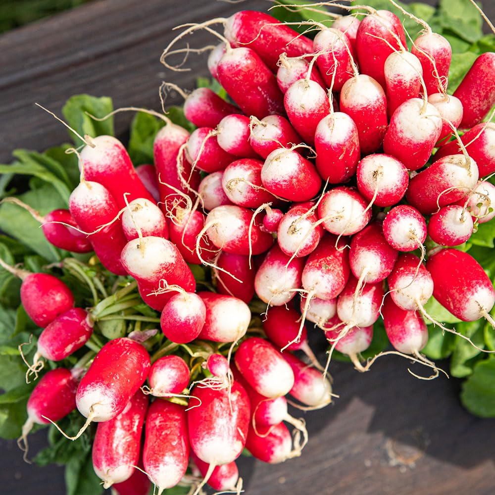 Radish Seeds – Ravanello ‘Flamboyant’ (French Breakfast Type) – Fast-Growing, Crisp & Mild Cylindrical Radishes – Italian Variety