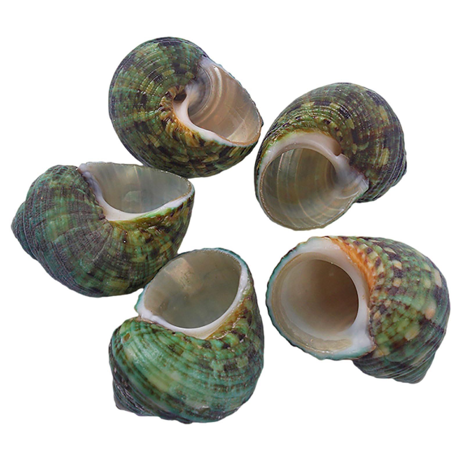 SDJJSAO Shell, Hermit Crab Replacement Special Shell Natural Conch for DIY Fish Tank Aquarium Decoration(Grün,Medium)