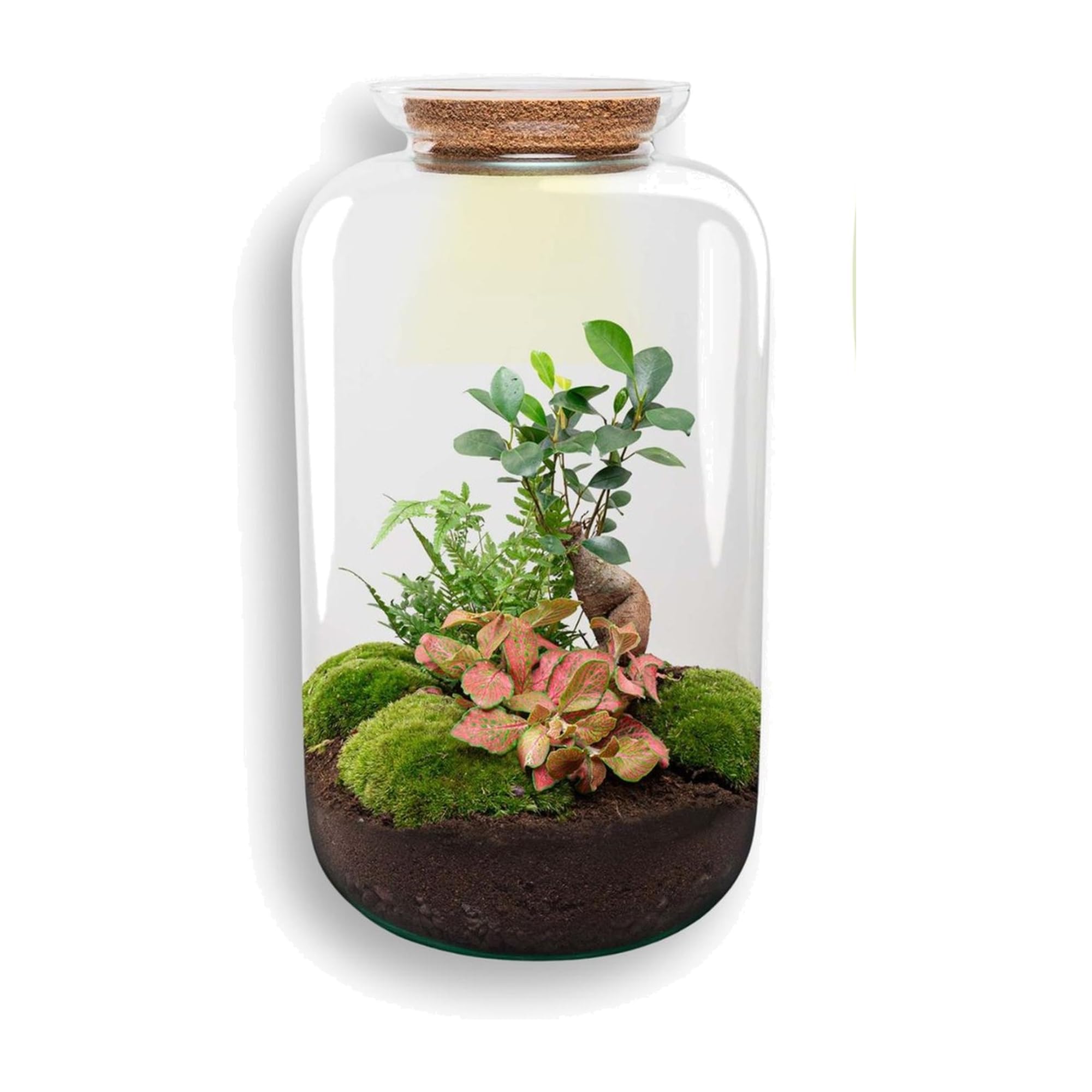 DIY Terrarium mit Glas und Kork, Deko für Büro, Grün, 43 cm Set mit Licht