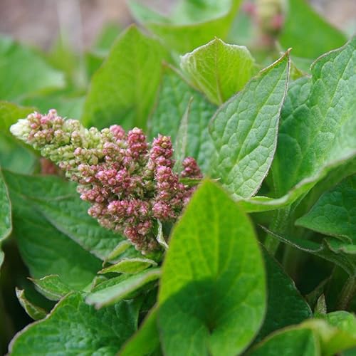 Miniatura 4 de Good King Henry Seeds (Chenopodium Bonus-henricus) Más de 30 semillas de hierbas raras para el jardinero y coleccionista de semillas raras, planta