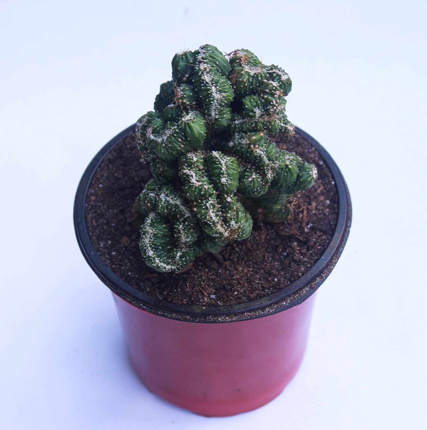 See full amazon price history chart for Rudyn Gladioli Farm, Cereus peruvianus monstrosus cristata. (Live Cactus) Rudyn Gladioli Farm, Cereus peruvianus monstrosus cristata. (Live Cactus) (B097YK4LR3) Amazon Price History, Amazon Price Tracker