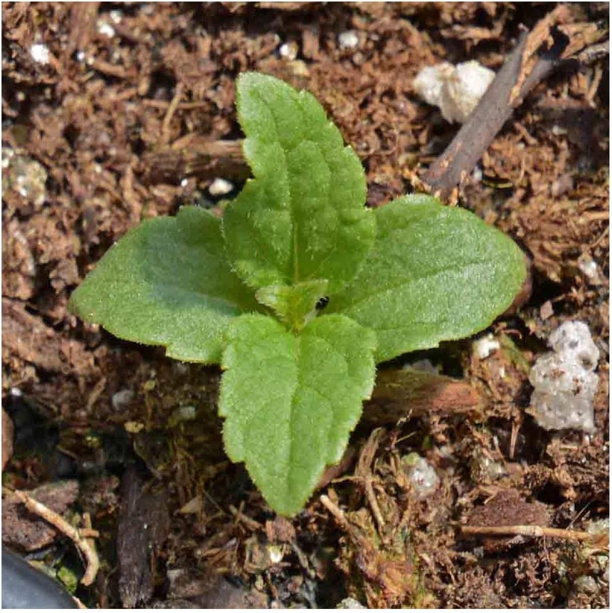 Everwilde Farms - 1 Oz Sweet Joe Pye Weed Native Wildflower Seeds - Gold Vault