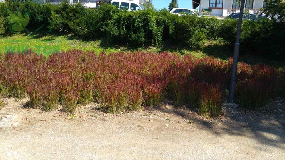 Fertilizer For Ornamental Grasses 1 kg Granular - Important Nutrients Plant do rutyny upiększającej, praktyczny rozmiar