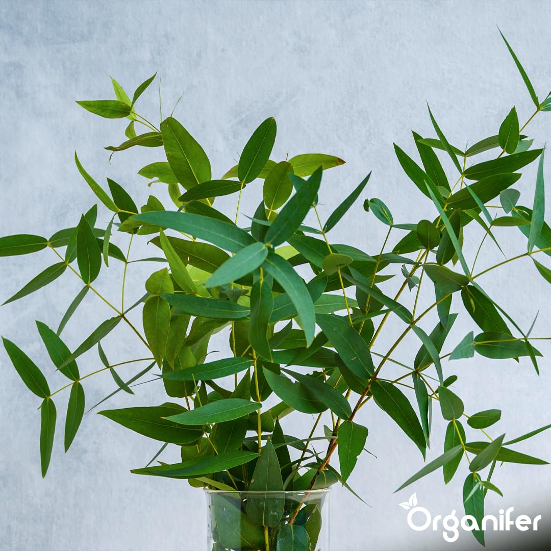 Fertilizante Líquido - 10L - Para Eucalipto - NPK 3-4-3 | Plantas Robustas Y Crecimiento Óptimo - Organifer