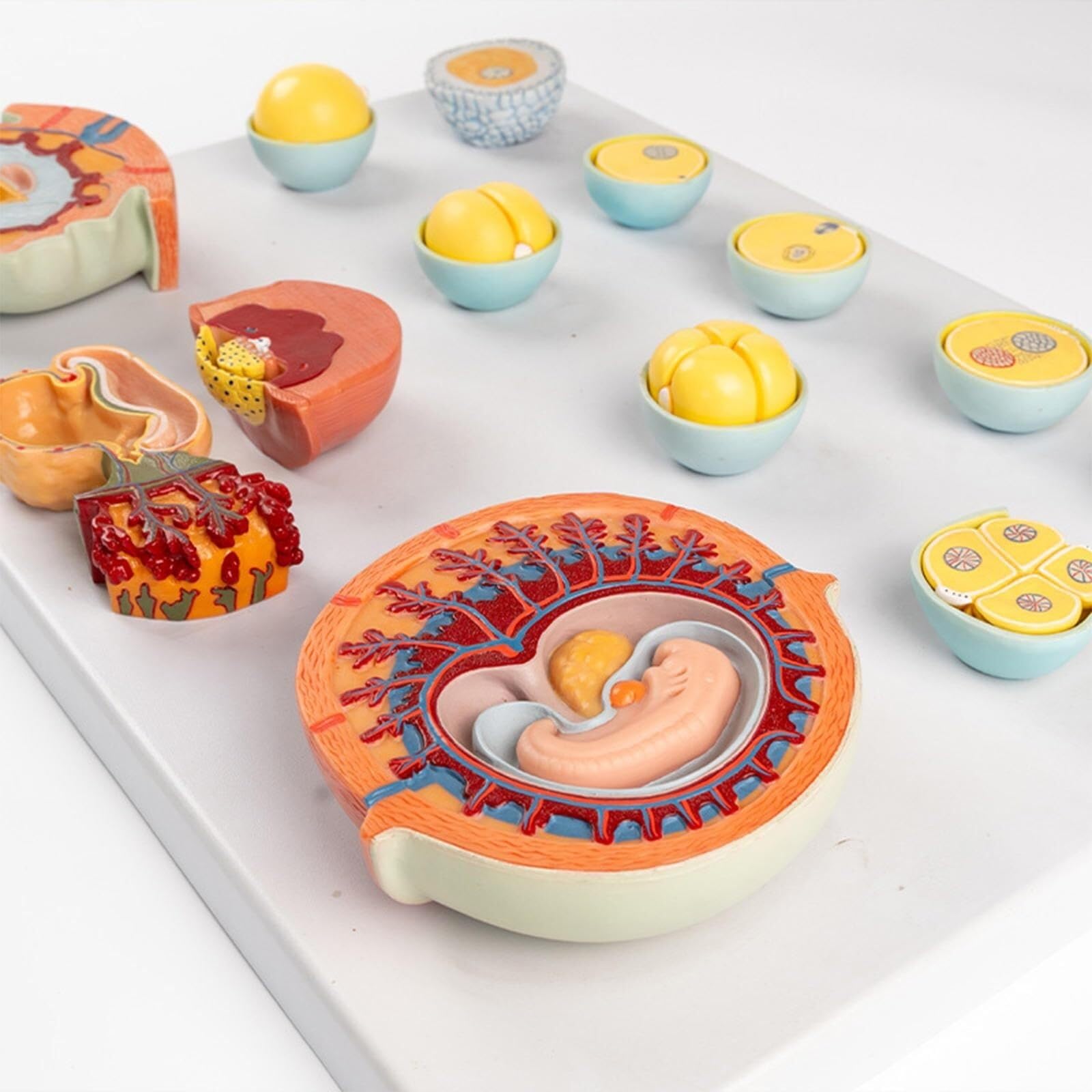 HEQIM Embryonic Development Model, Egg Fertilization Development Process Model, Anatomical Fertilization Process Model 12 Parts Medical Teaching Tools