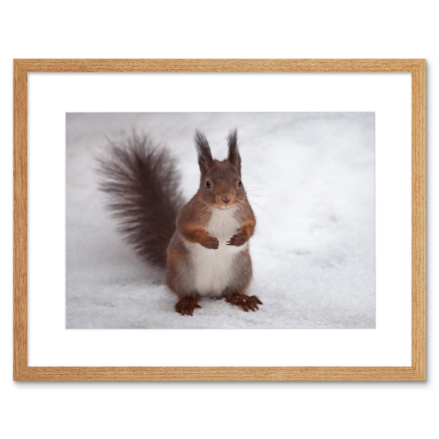 Wee Blue Coo Hungry Squirrel Red Nature Animal Snow Picture Framed Wall Art Print