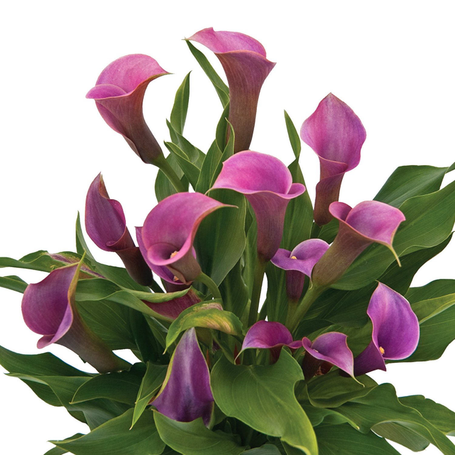 Calla Lily Amethyst