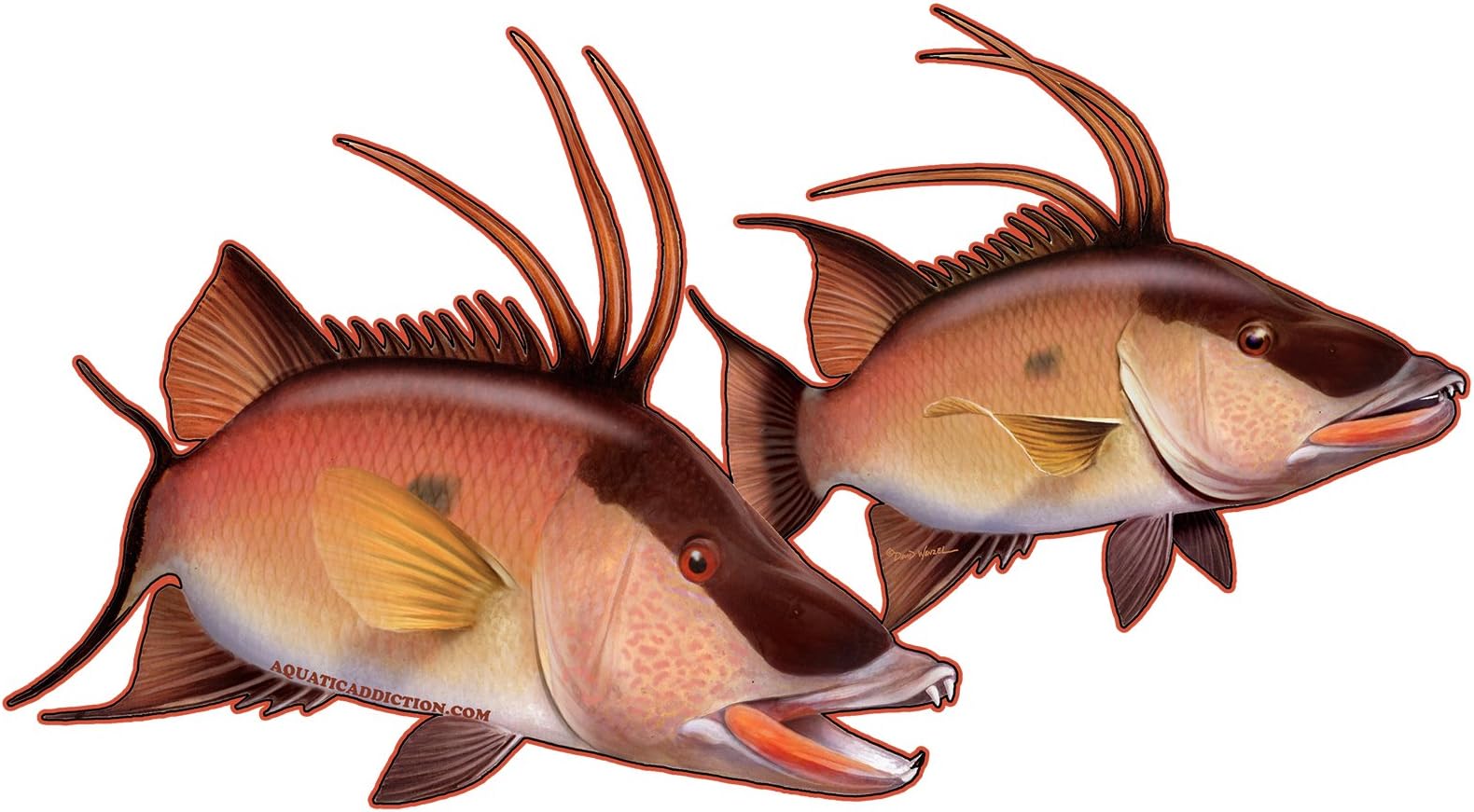 Hogfish Pair Fishing Decal Sticker