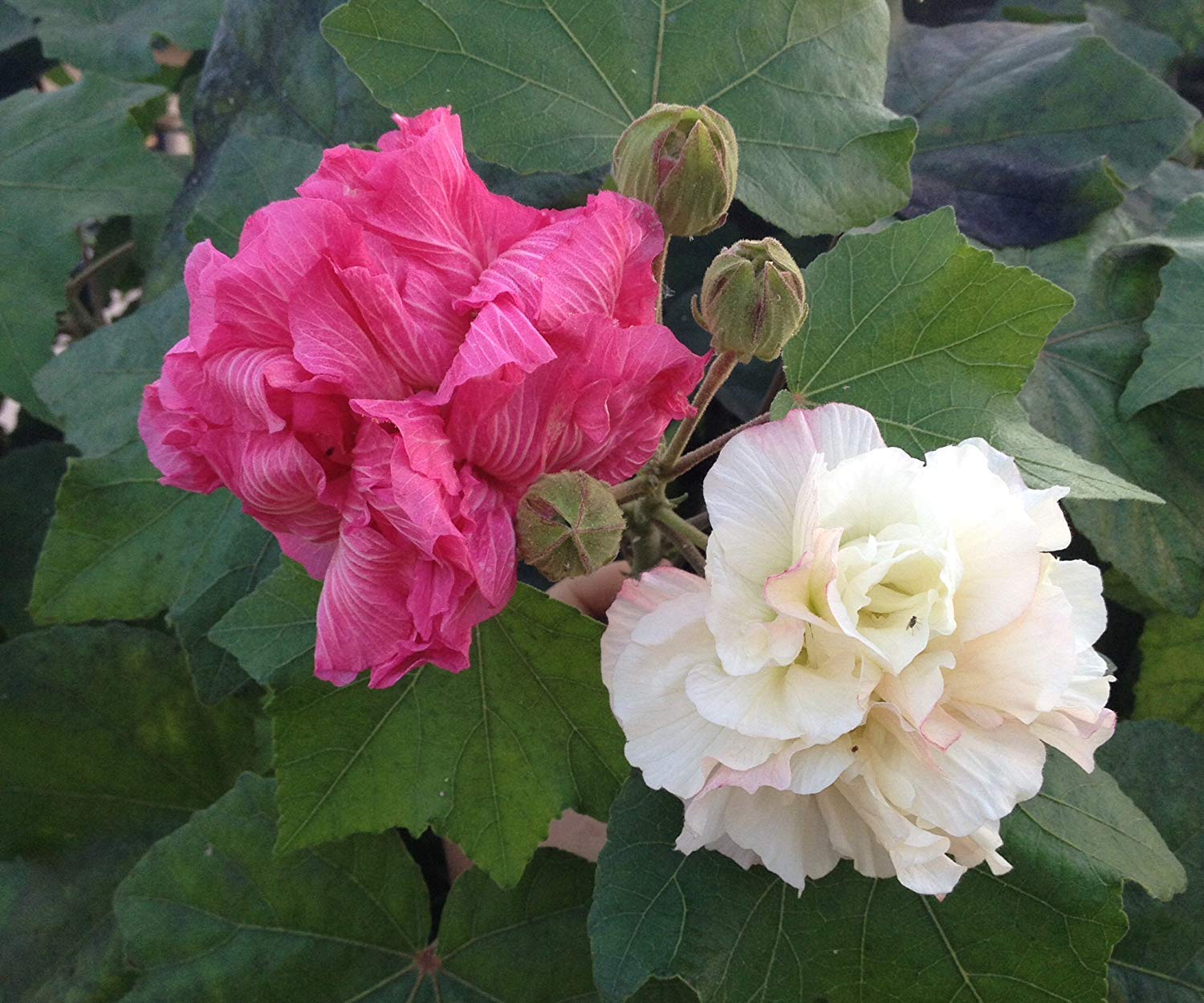 Bahan Traders Live Confederate Rose Land Lotus Plant Double Petal cotton rose plant can bloom in this season (Plant with Polybag) (B08T63Z8Z6) Amazon Price History, Amazon Price Tracker