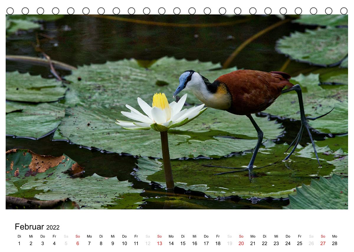 Afrikanische Vögel (Tischkalender 2022 DIN A5 quer): Fotografische Momentaufnahmen aus der gefiederten Tierwelt Afrikas (Monatskalender, 14 Seiten ) (CALVENDO Tiere)