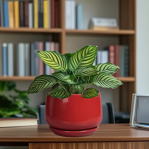 Miniatura 8 de G EPGardening Maceta de cerámica de 7 pulgadas, macetas para plantas de interior, maceta redonda con drenaje y bandeja de cerámica, maceta moderna,