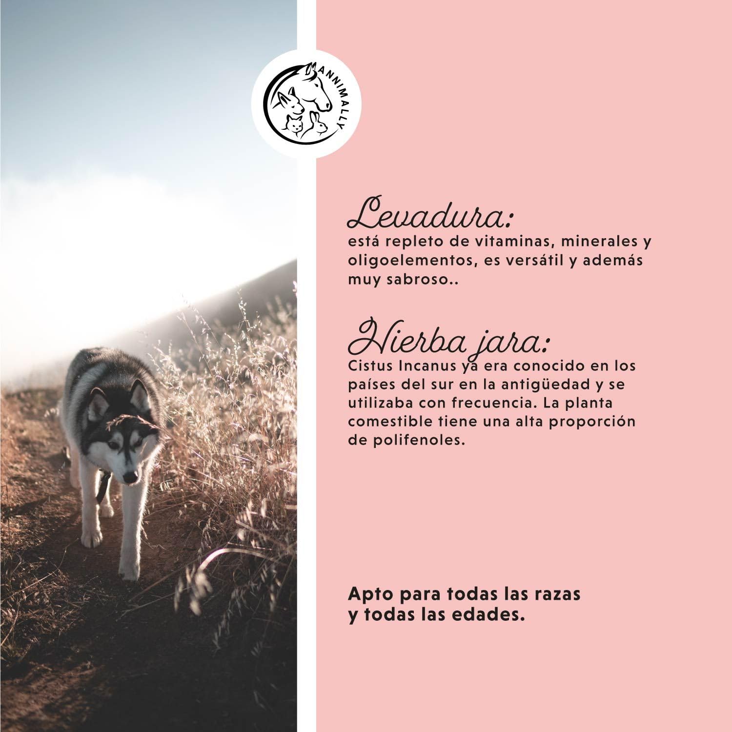 Annimally Complemento Alimenticio para Perros con Aceite de Comino Negro, Cistus, Levadura de Cerveza y Algas Marinas – Fórmula Natural en Polvo de Fácil Administración para Piel y Pelaje - 400 g