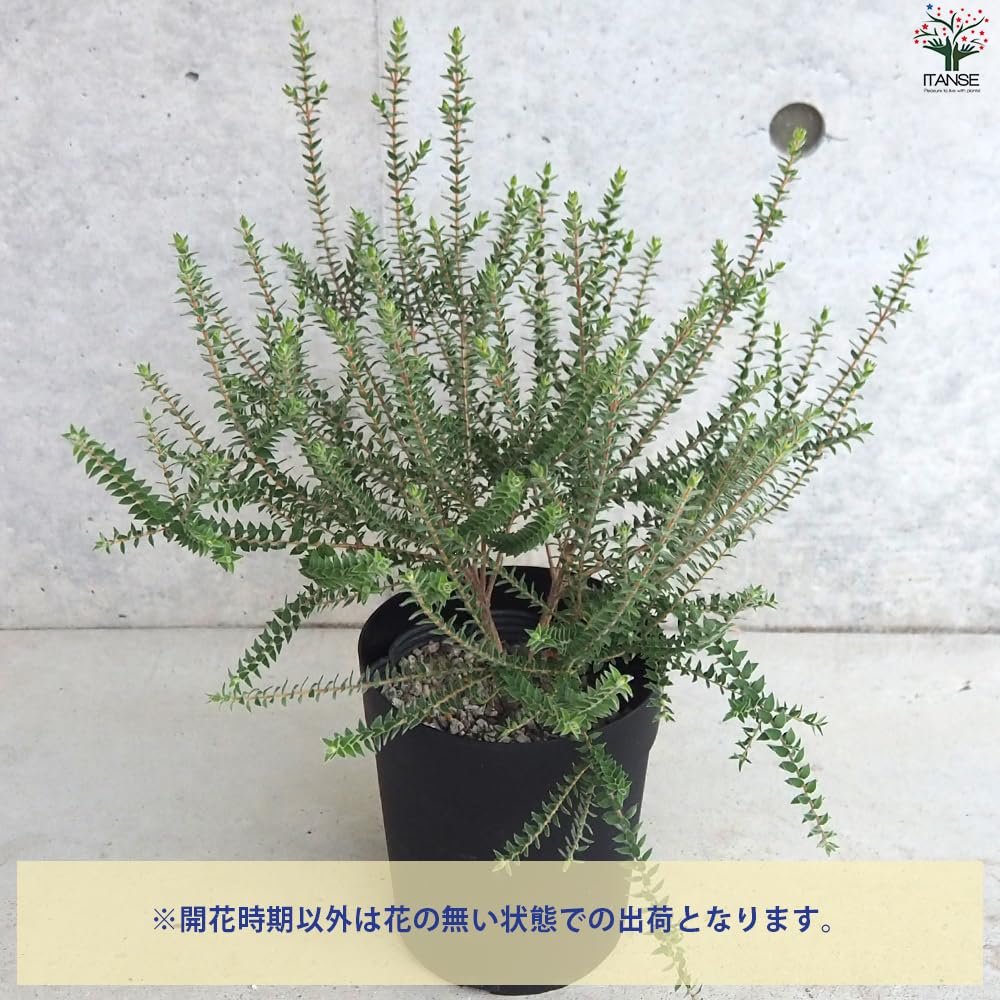 Amazon.co.jp: ITANSE メラレウカ センテッドペーパーバーグ 5号