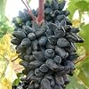 Good for Containers,Grape Vine Plant,Excellent Display, Ggrape Bare Root,Finger Grape Root-4 Roots-C