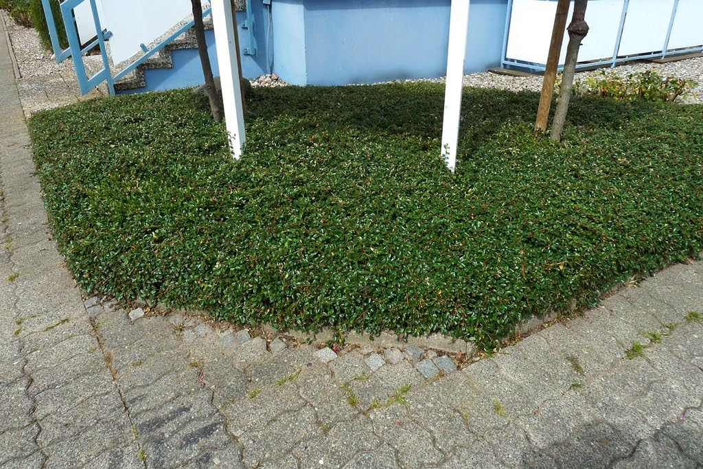 Stauden Gänge 10 x Cotoneaster dammeri 'Radicans' Teppichmispel winterhart | Immergrüner Bodendecker mit roten Beeren für Sonne bis Halbschatten, mehrjährig, winterhart, robust, 9x9 cm Topf