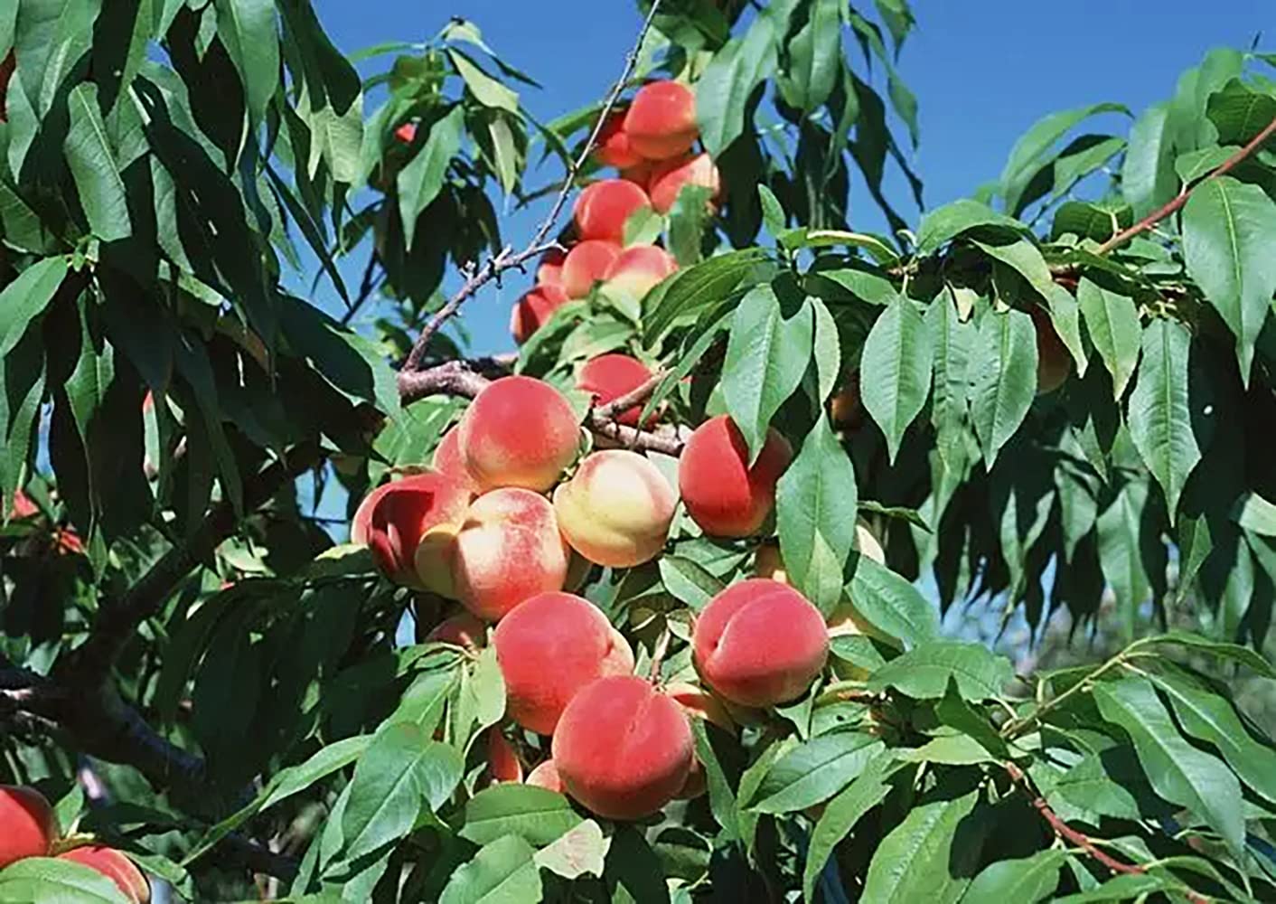 Pack of 10 peach pits with a fresh, attractive, fruity aroma. Garden planting Bring color to your garden