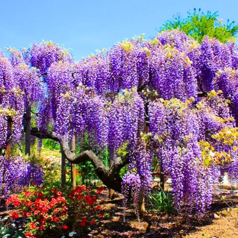 Purple Wisteria Tree Live Plant, Wisteria Vine Live Plant 6 to 12 Inches Tall, Fragrant Wisteria Flowers in Pot