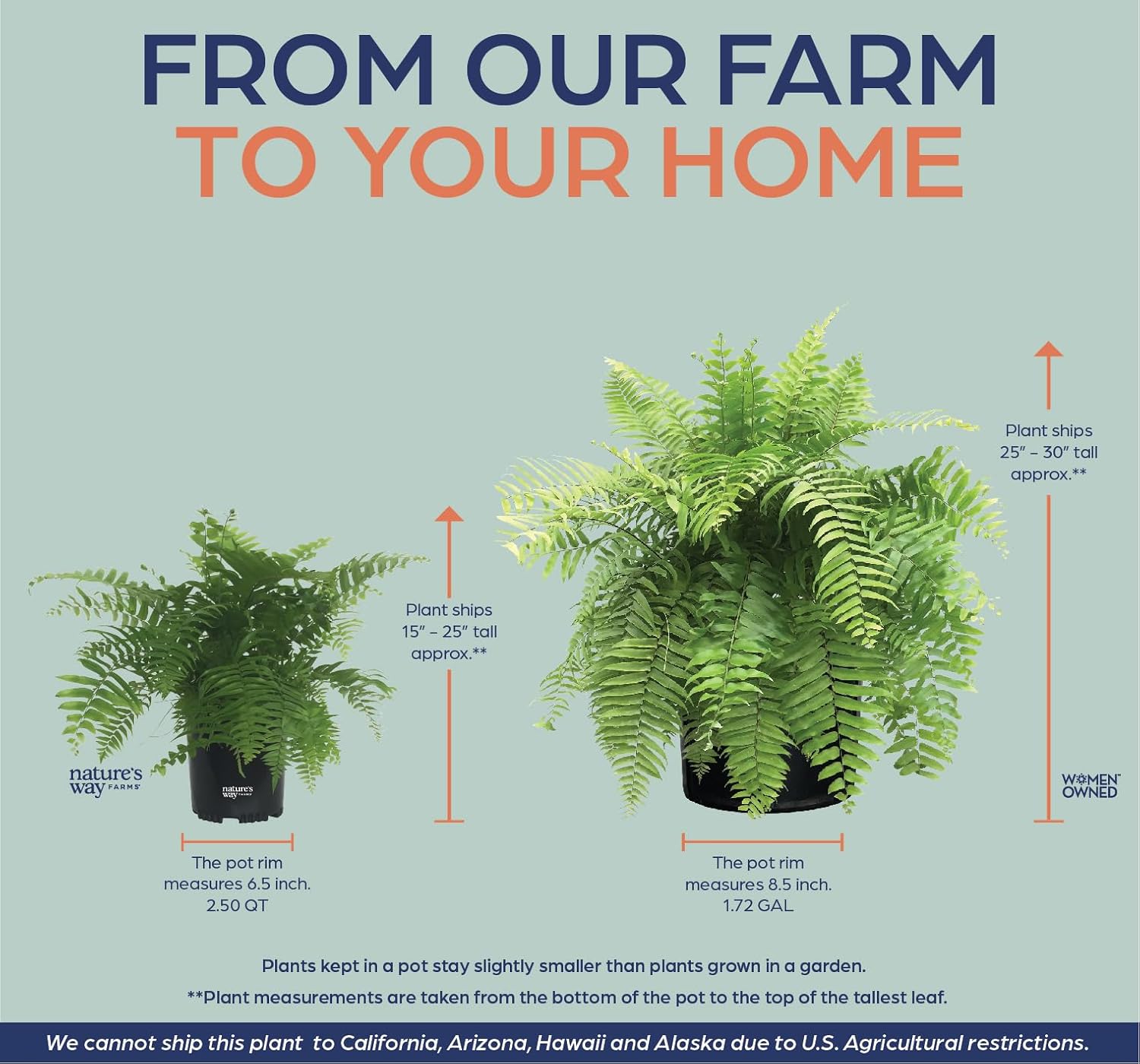 Nature's Way Farms Fern Macho Live Plant in Grower Pot (18-24 in. Tall)