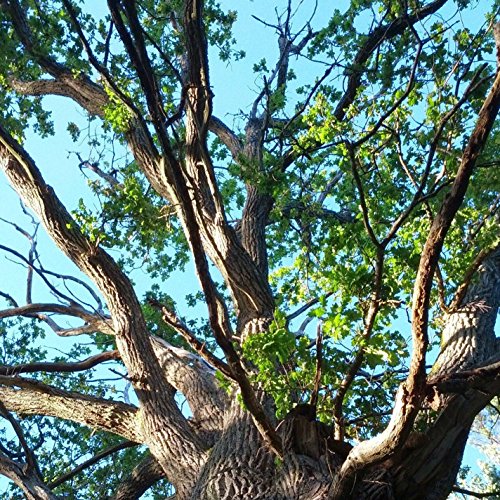 Böjda saker (feat. Hannah Alsaati Edsman, Robert