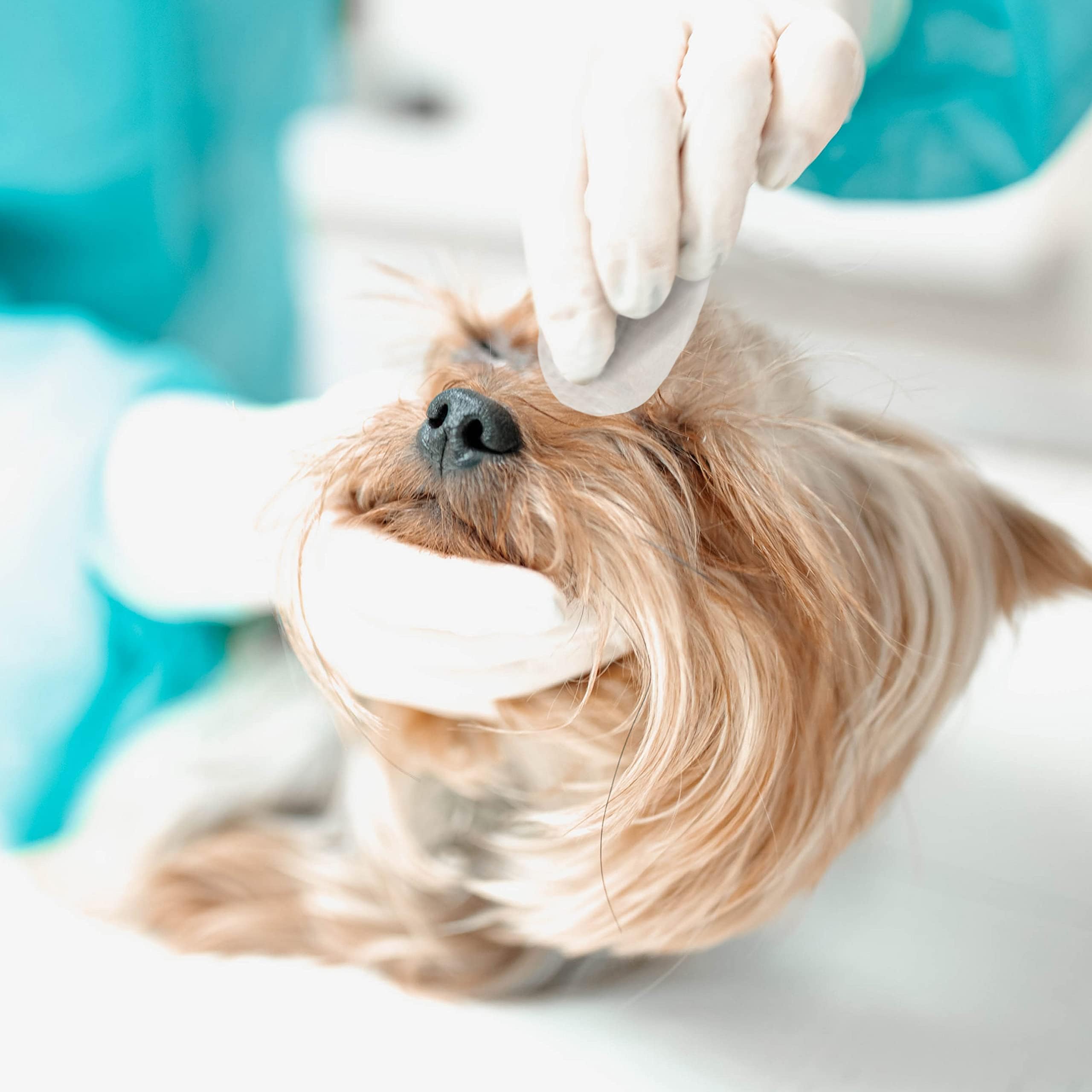 Eye Envy, 60 Lingettes pré-imbibées détachantes pour Chien