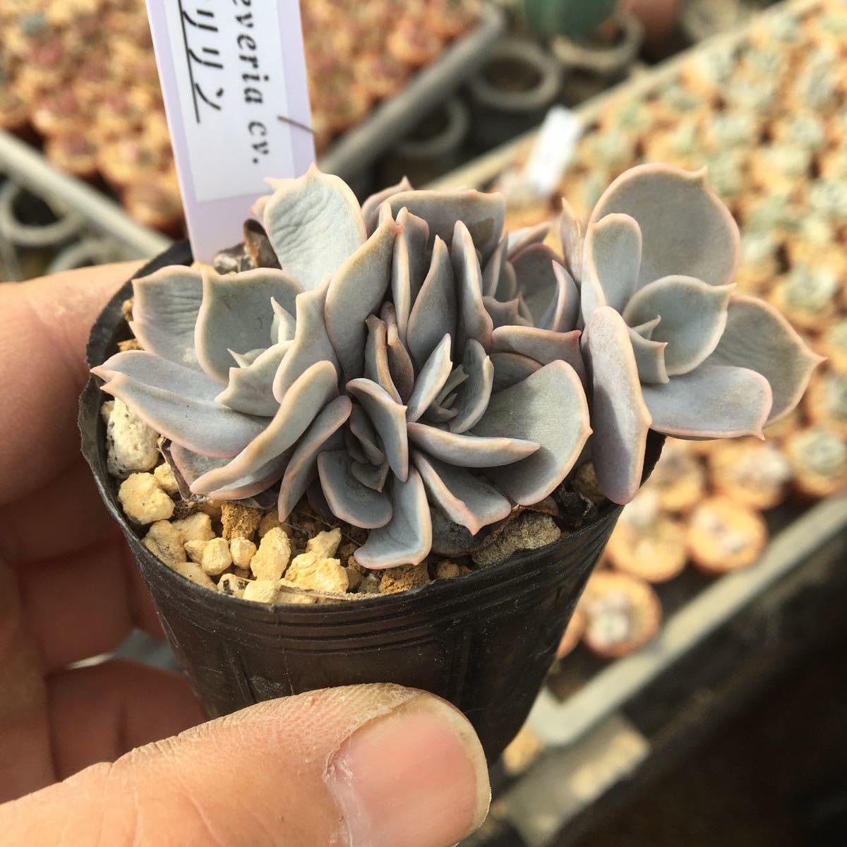 Amazon.co.jp: 多肉植物 エケベリア マリリン 第4種郵便 : DIY・工具