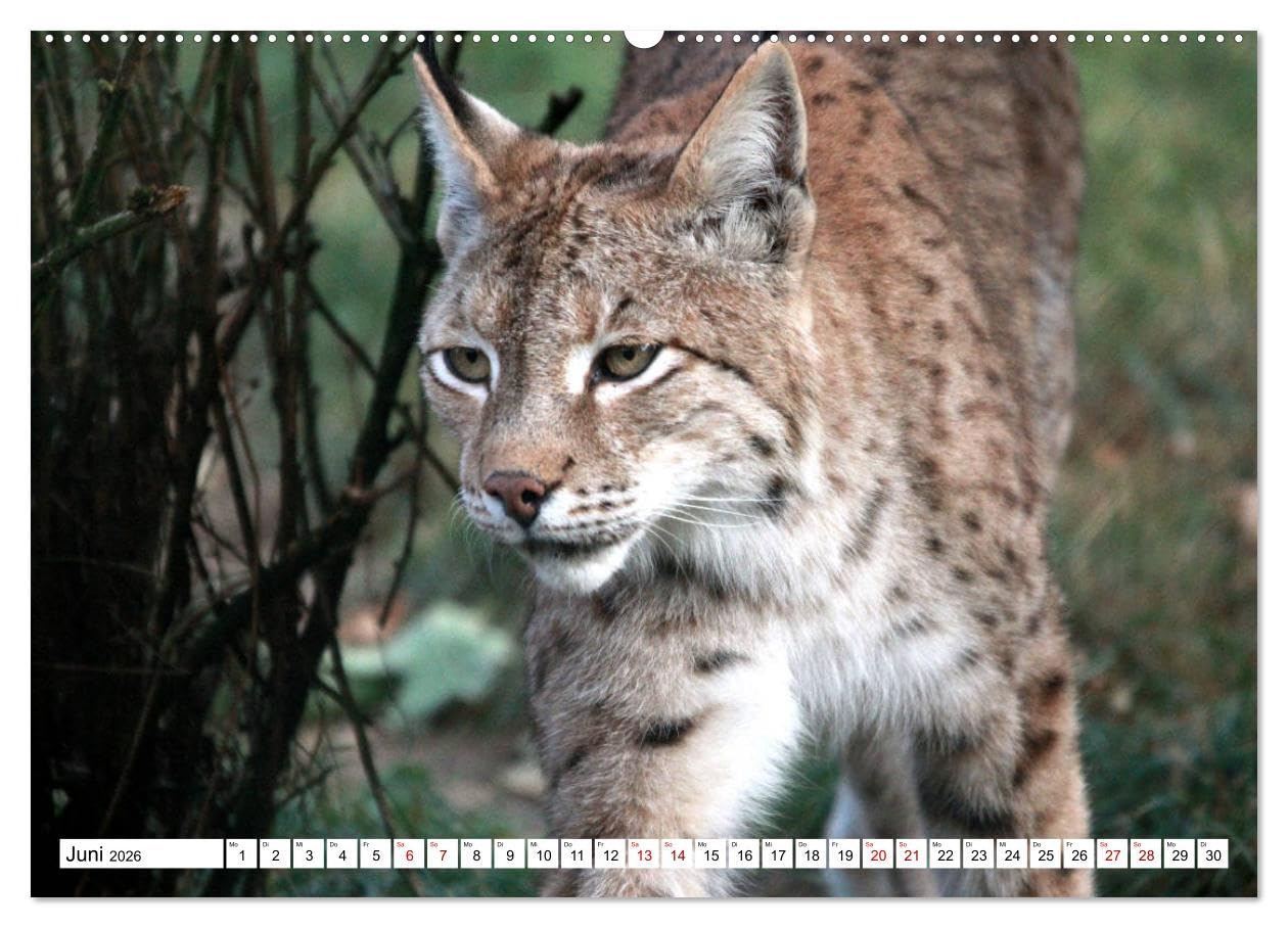 Familie Luchs - Die Jäger mit dem Pinselohr (Wandkalender 2026 DIN A2 quer), CALVENDO Monatskalender: Im Leben einer Luchsfamilie (CALVENDO Tiere)
