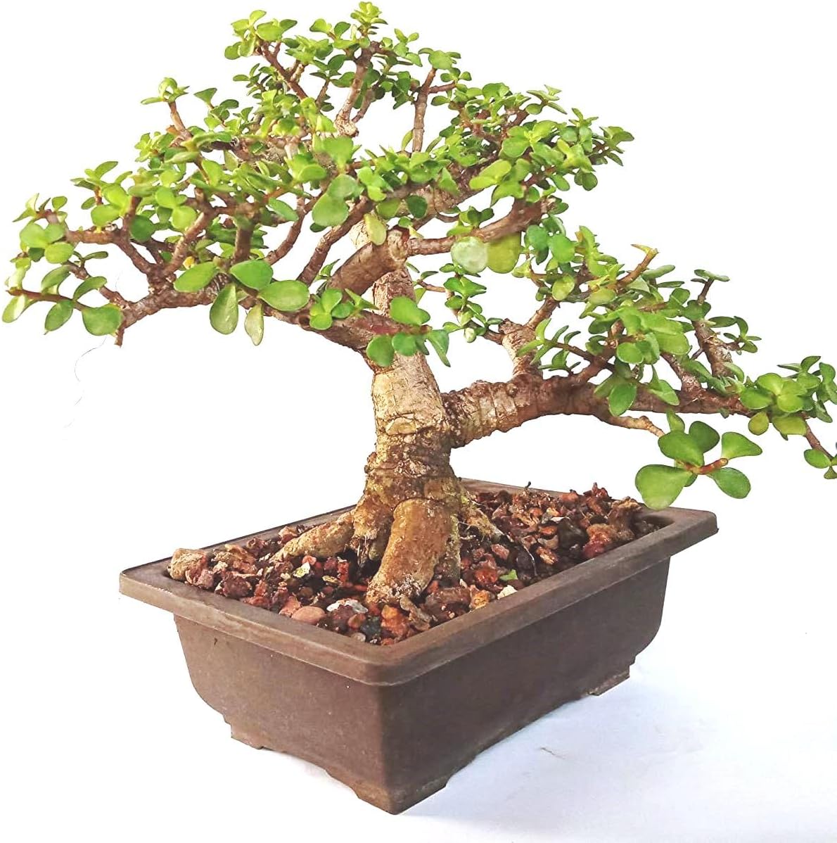 Mphmi Live Plants Green Paradise Bonsai Jade Goodluck Tree 6 years old With Pot