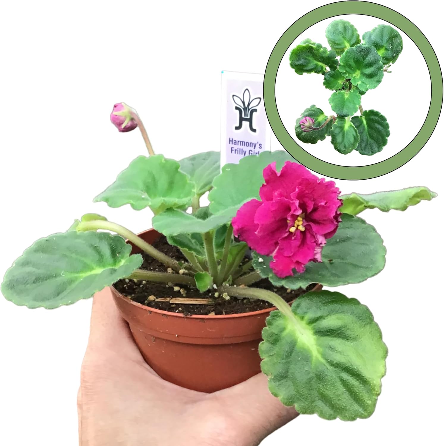 Harmony's Frilly Girl African Violet Starter Plant