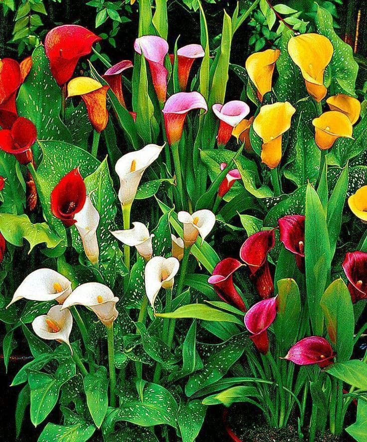 Radha Krishna Agriculture Imported Rare Variety Mix Calla Lily Zantedeschia Big Size Flower Bulbs Easy Growing For Summer Season Gardening In Home And Garden Pack Of 1 Flower Bulbs - Image 3 thumbnail