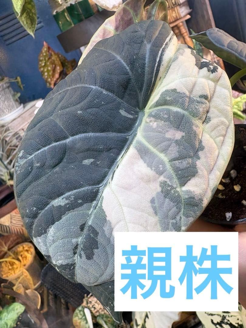 Amazon.co.jp: アロカシア マハラニ 斑入り 芋 1つ : ホーム＆キッチン
