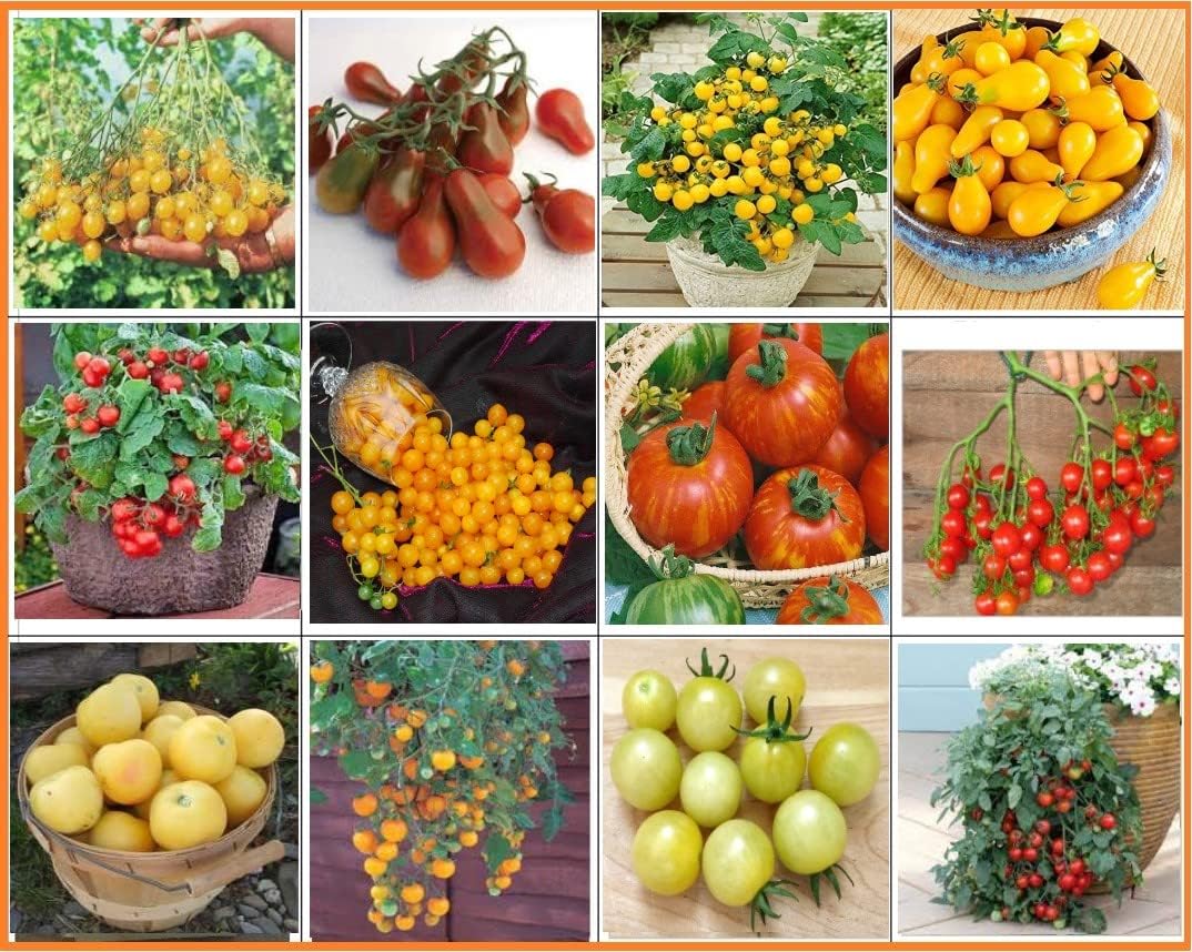Tomatensamen Set 12 Sorten , für Balkon Terrasse und Garten ,Handverlesen aus Deutschland ...