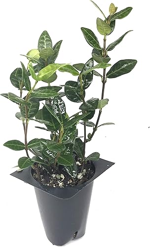 Miniatura 9 de Asiatic Jasmine Minima - 60 plantas vivas - Cubierta de suelo asiática totalmente arraigada con tierra