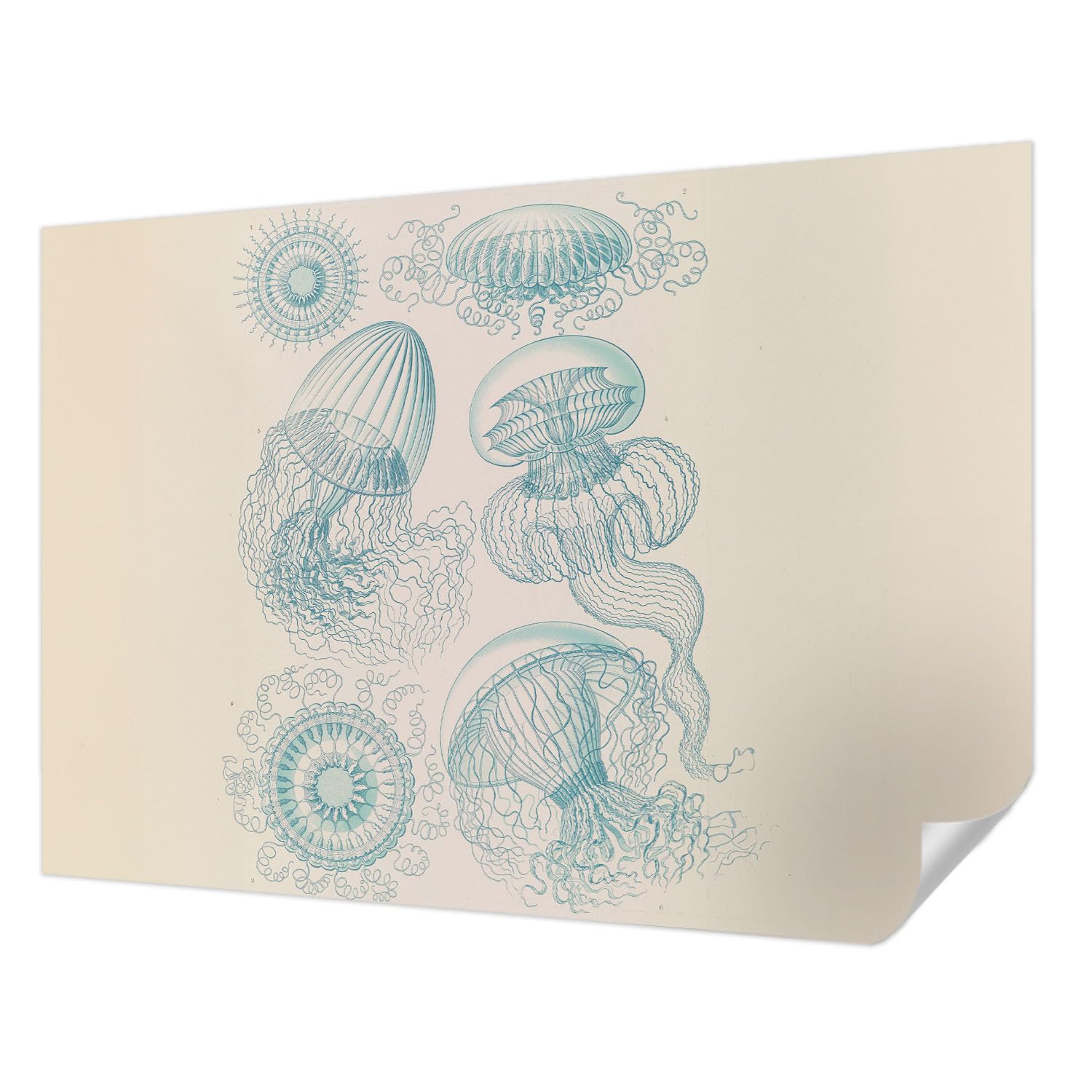 Décor mural adhésif méduses pour une chambre parentale apaisante