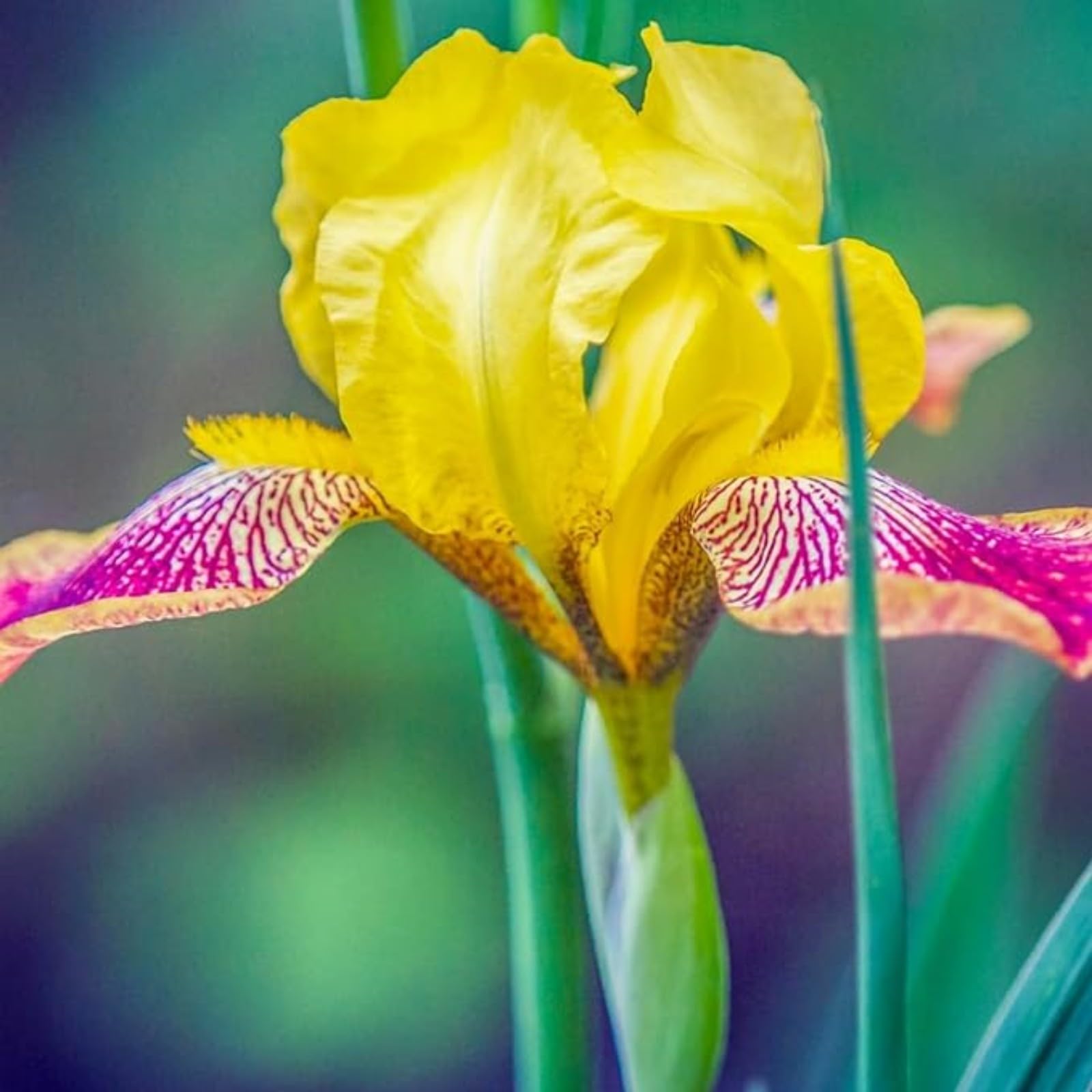 Iris Bulbs for Planting Now UK,Wedding Flowers,Plant Bulbs,Cut Flowers,Hardy Perennial,Garden Flowers,Iris Bulbs,Strong Plants That Grow Well-8Bulbs-H