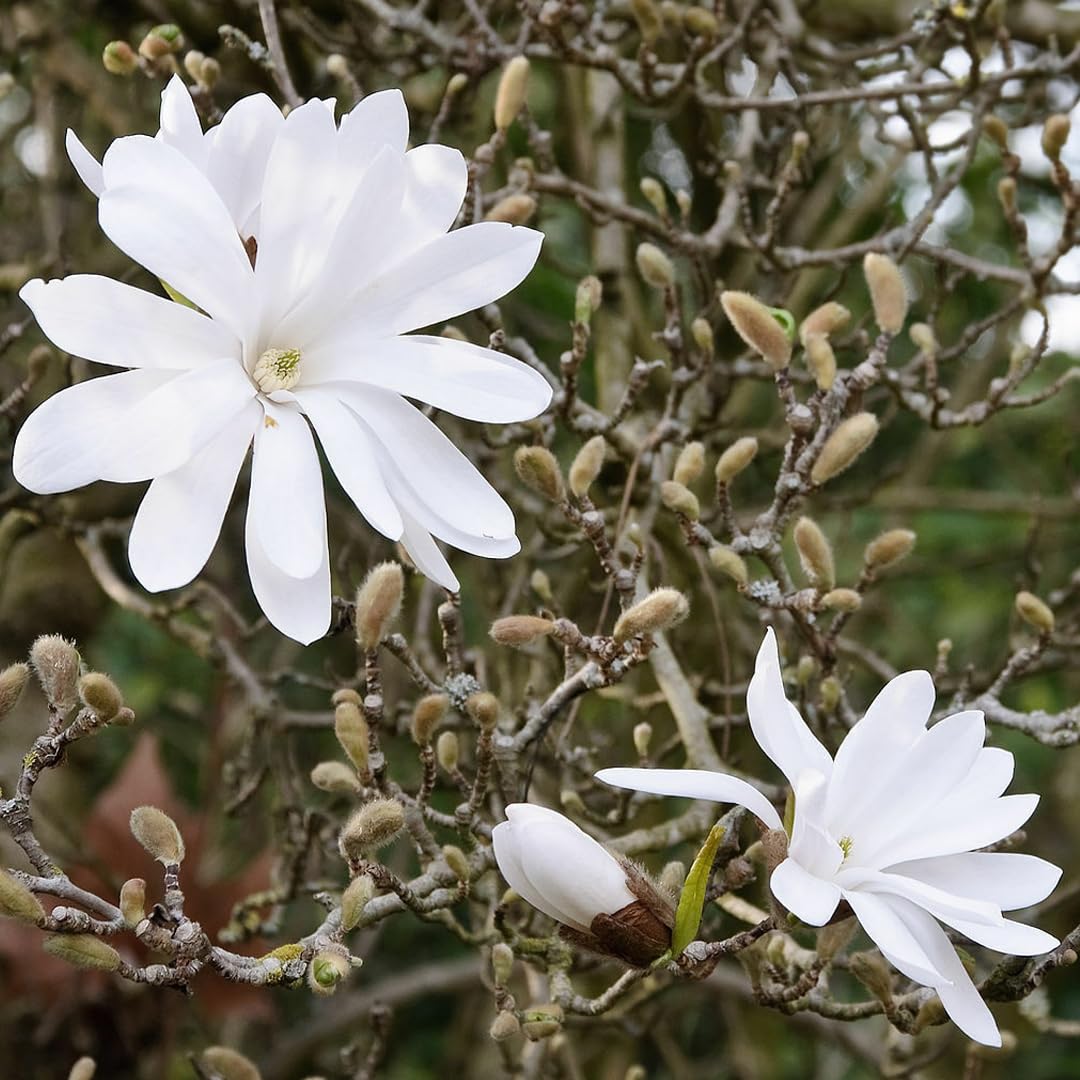 Magnolia giapponese "Magnolia Stellata" pianta in vaso ø26 cm h. 100/150 cm Vivaio di Castelletto
